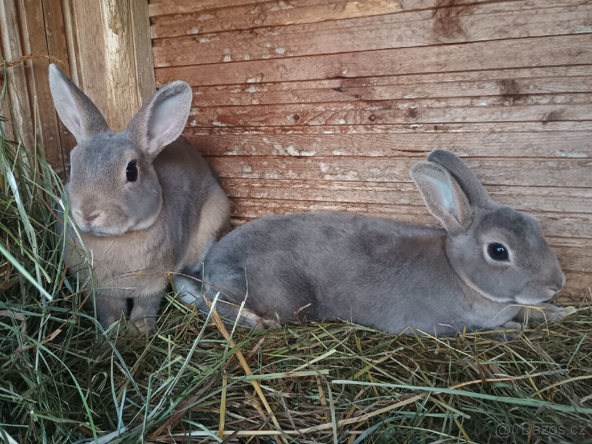 Zakrslý REX divoce modrý s rodokmenem - 8