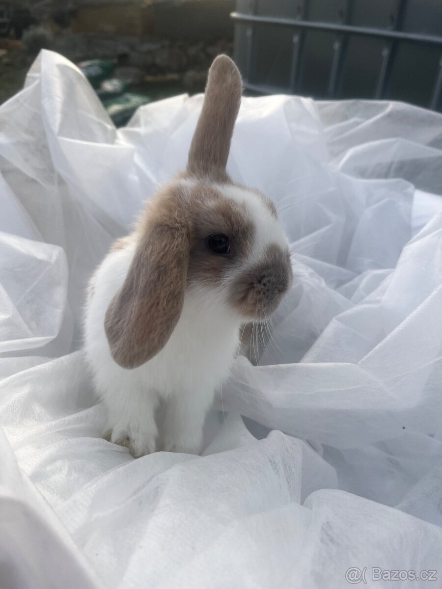 🐰 Rozkošní zakrslí beránci – holky & kluci, 9 týdnů 🐰 - 8