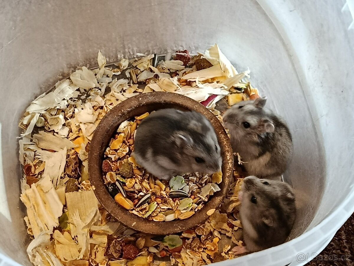 Křečík džungarský - 8