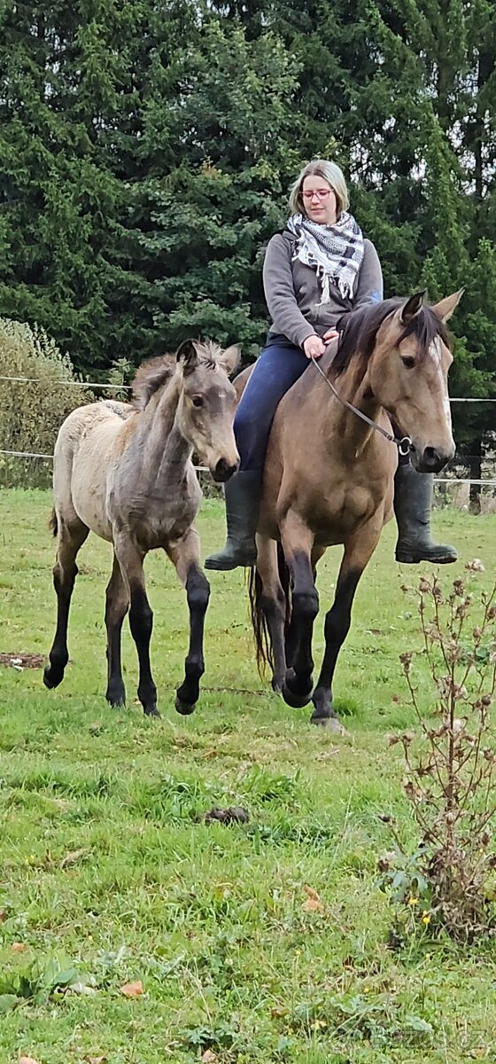 TOP klisnička PSL - 8