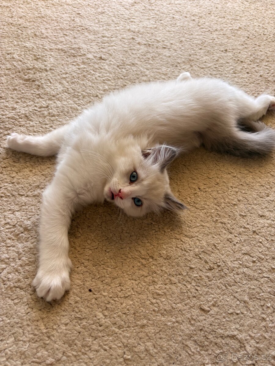 Krásný Kocourek Ragdoll - 8