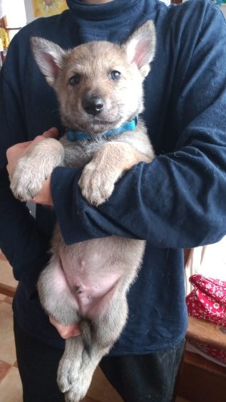 Saarloosův vlčák - štěňátka s PP - 8