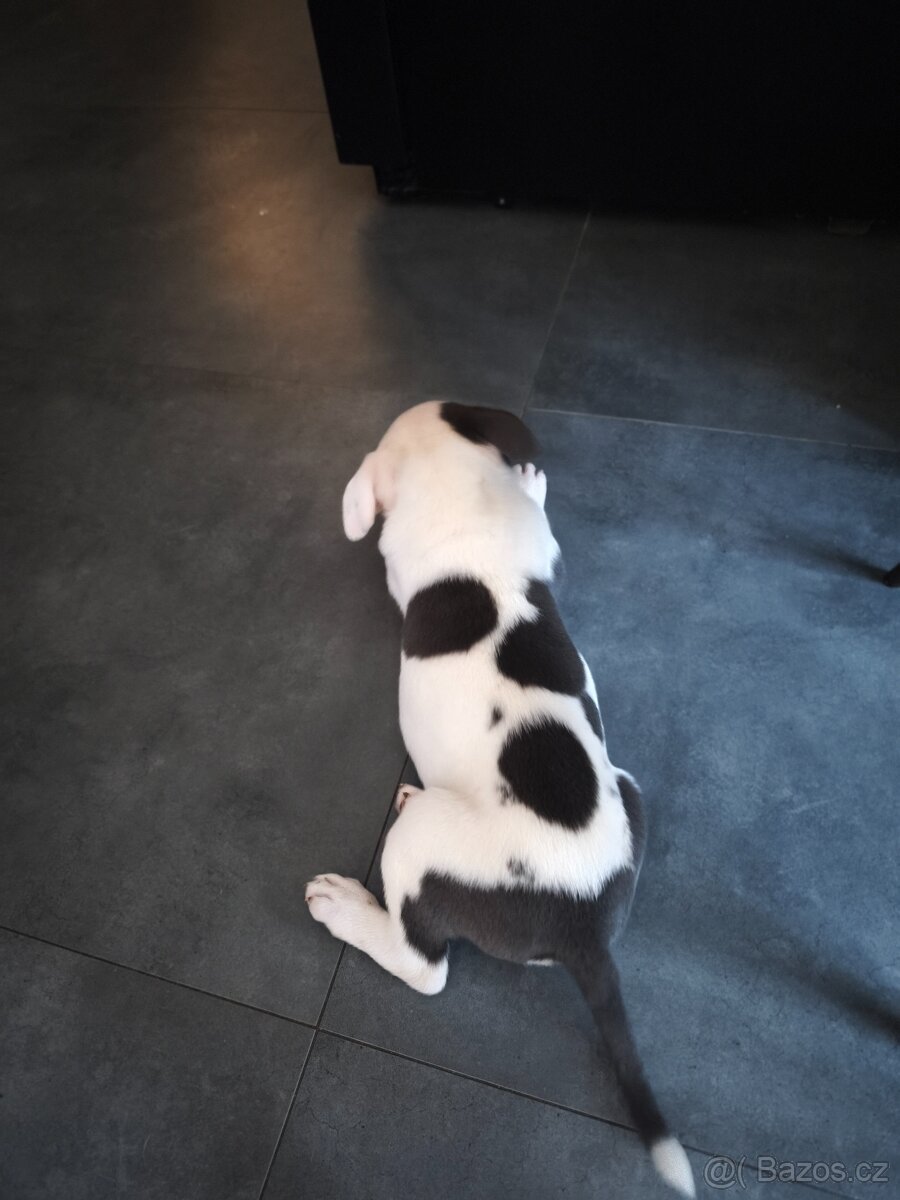 American Bully XL originální původní krev rodokmen ABKC USA - 8