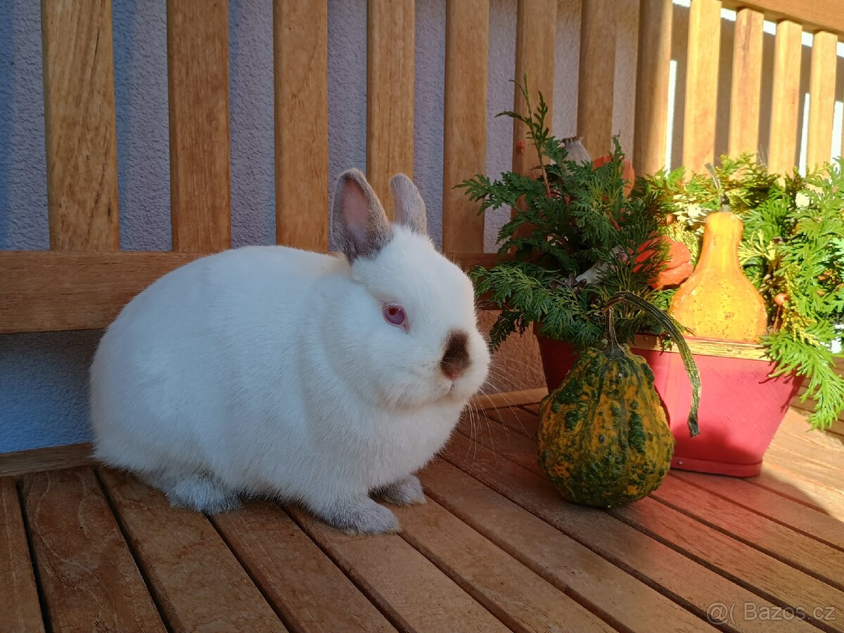 Zakrslý Siam/ruský samička mazlíček - 8