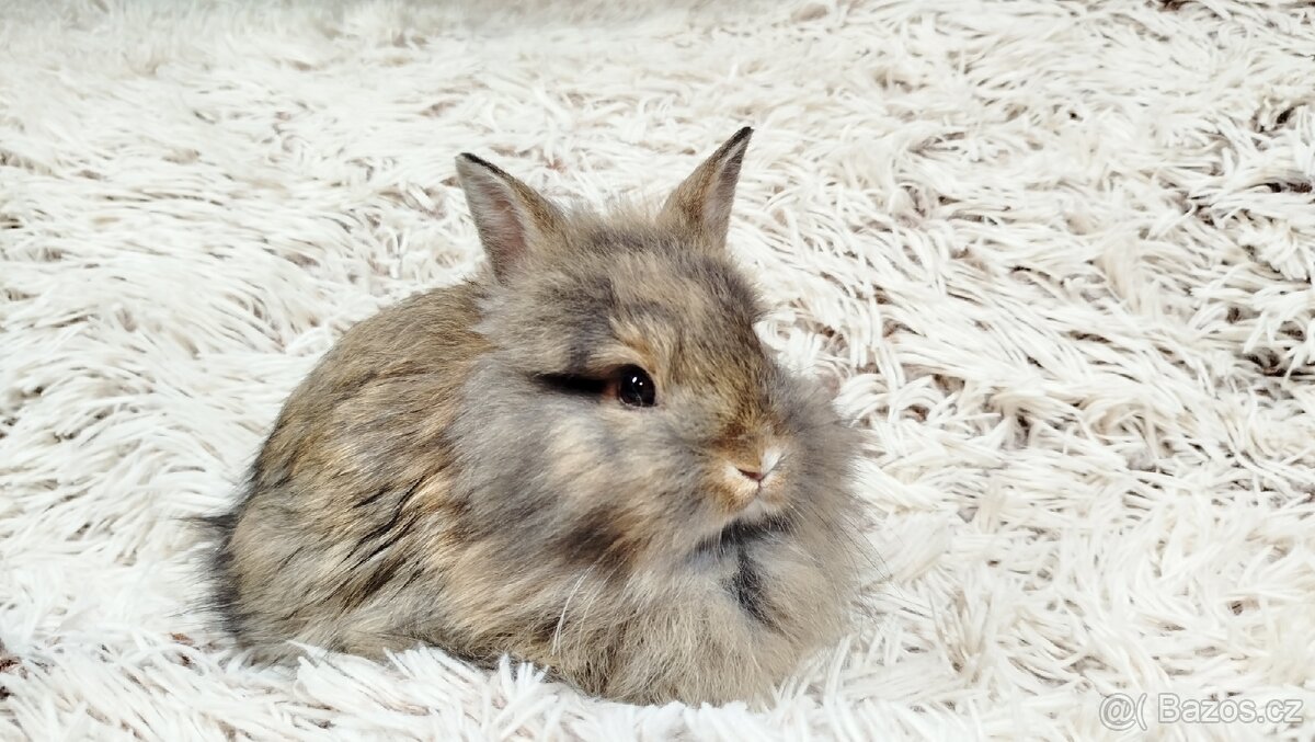 Zakrslý králík, králíček - HARRY - 8