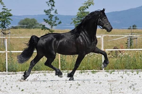 Černý hřebec BP 1.prémie - 8