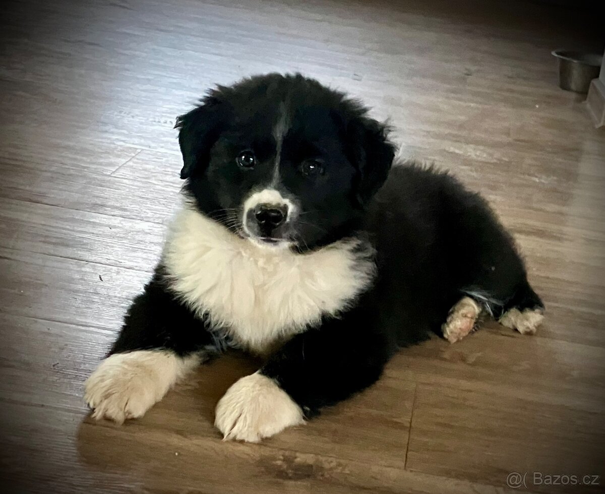 Miniaturní americký ovčák s PP - 8