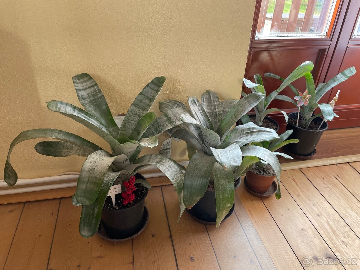 Bromélie Echmea pruhovaná (Aechmea fasciata)🌺 - 8