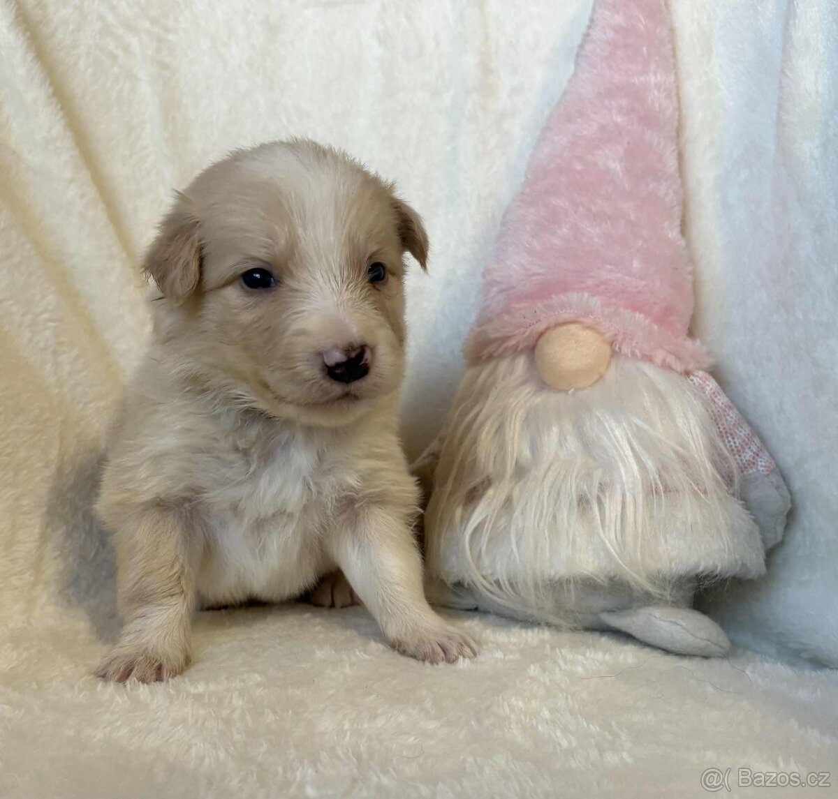 Border kolie s PP - 8