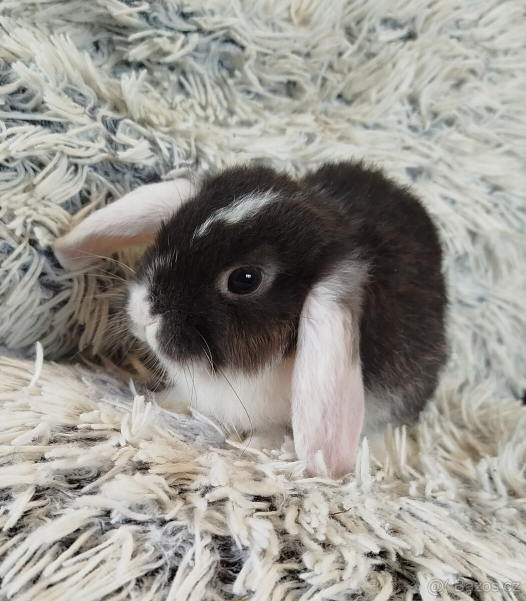 Minilop - anglický zakrslý beránek s VP - 8