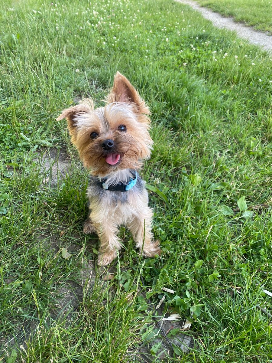 Jorkšírský teriér - 8