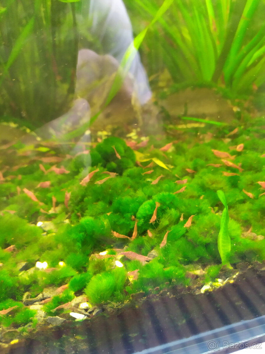 krevetky neocaridina - 8