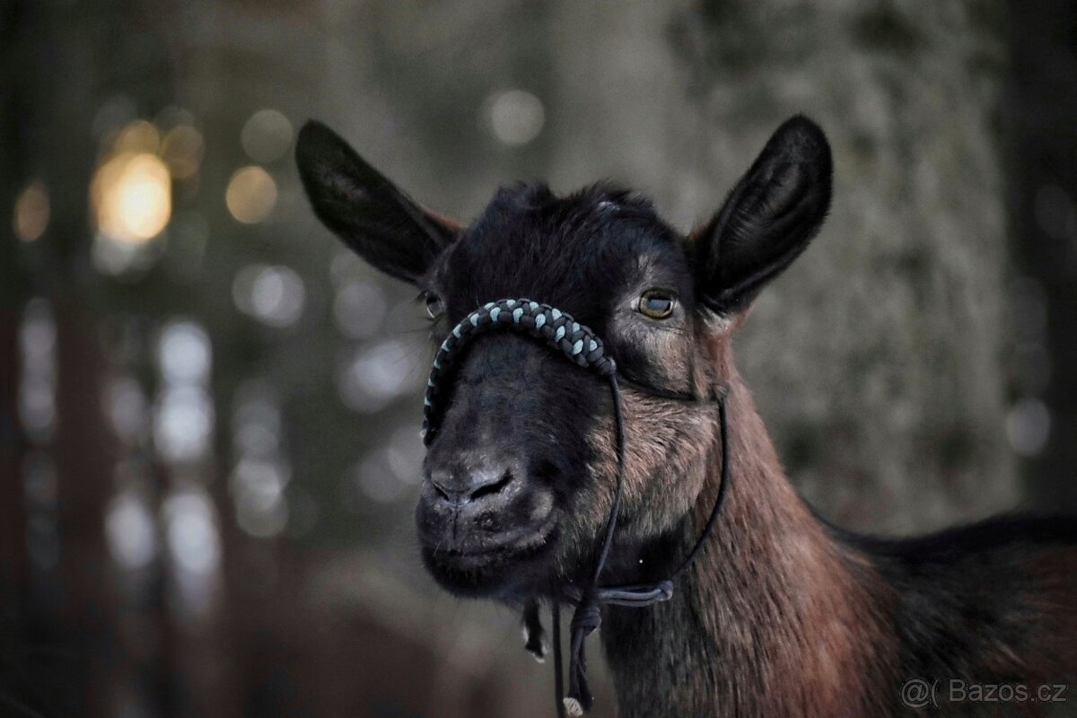 Ohlávka pro kozu/ovci - 8