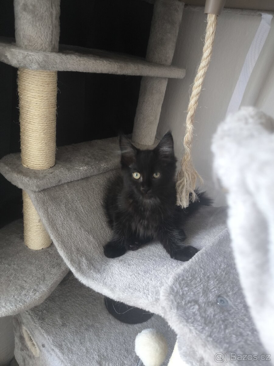 Mainská mývalí s PP - 8