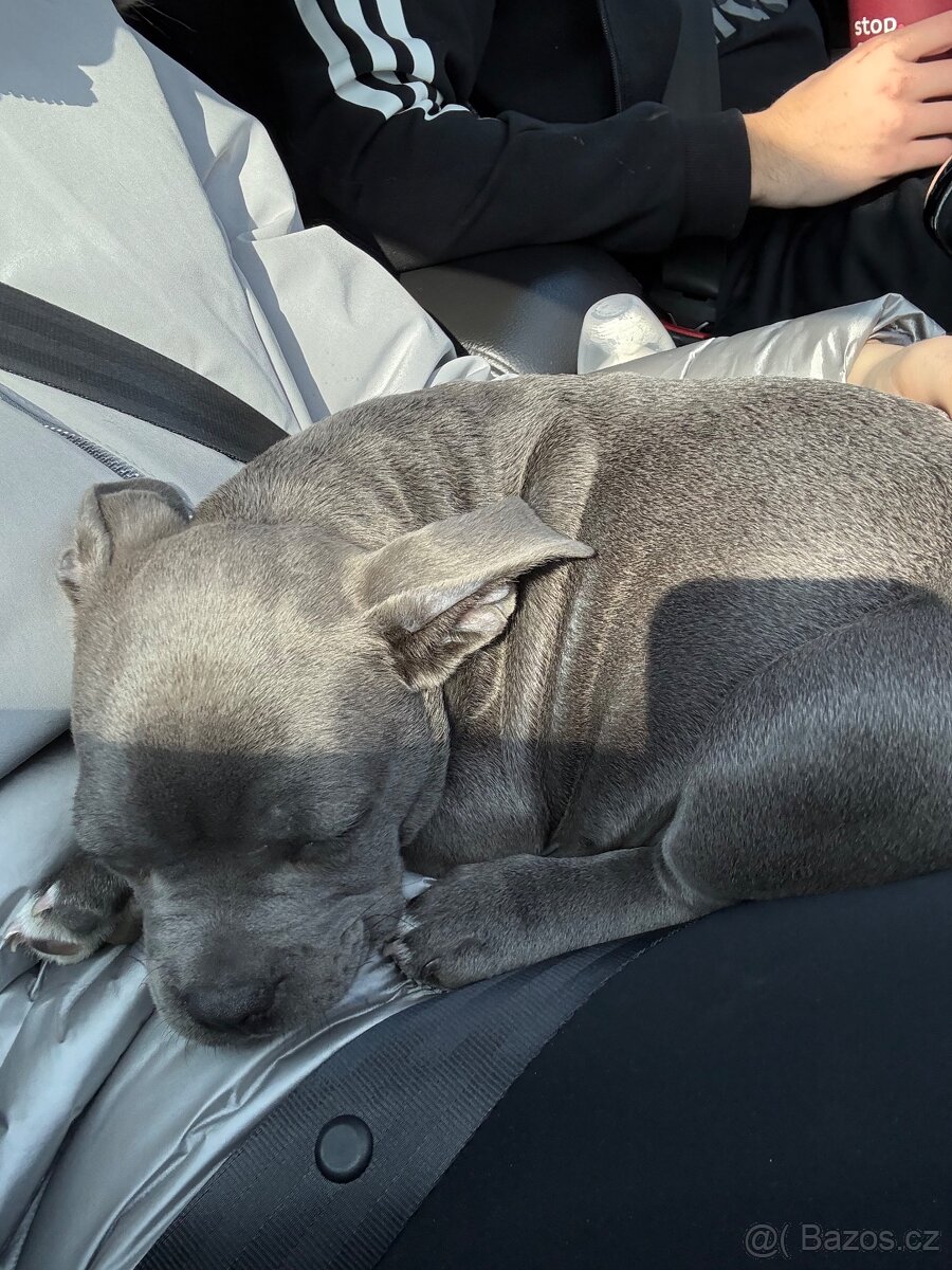 Stafordširský bulteriér - 8