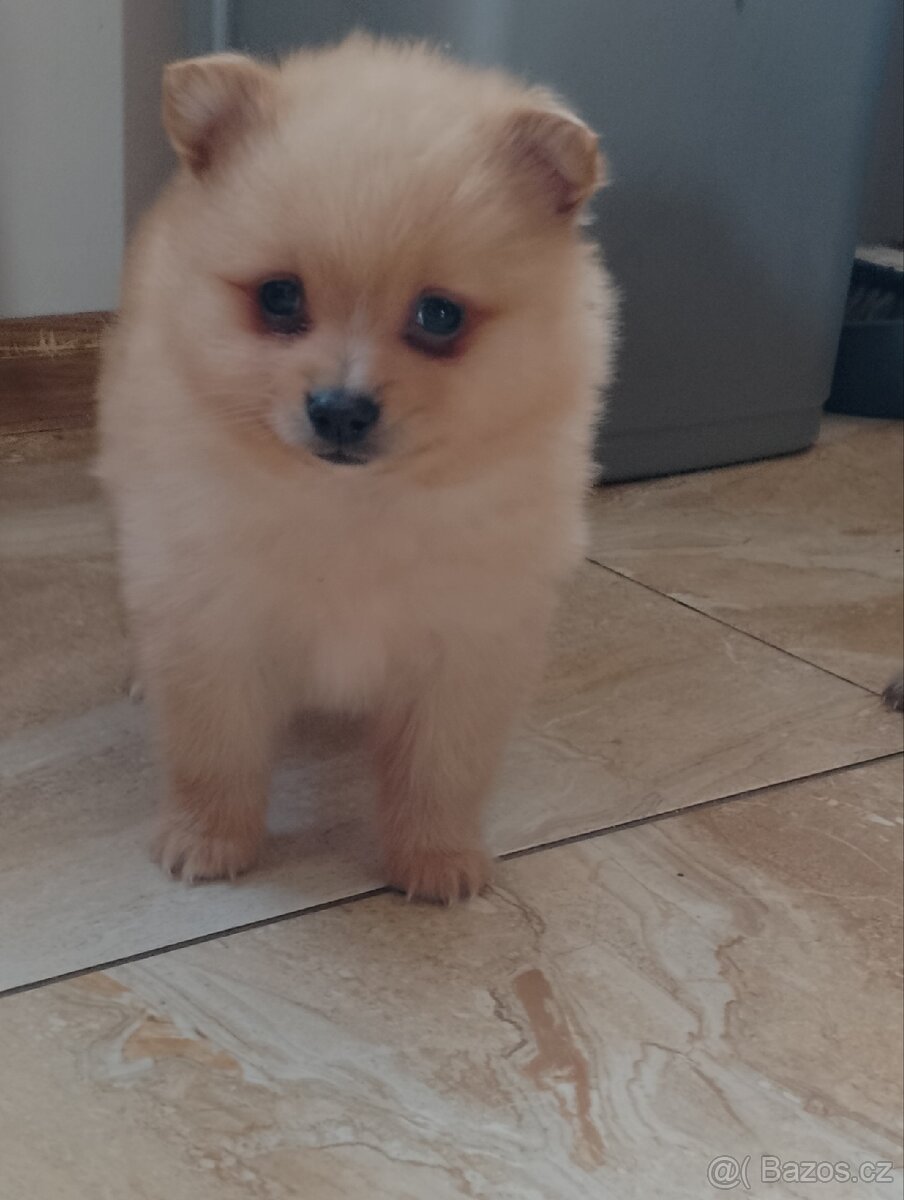 Pomeranian Špic - 8