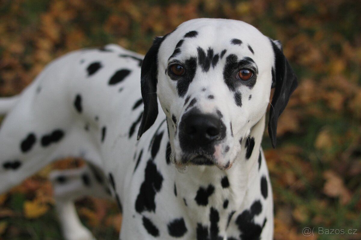 štěně DALMATINA - 8