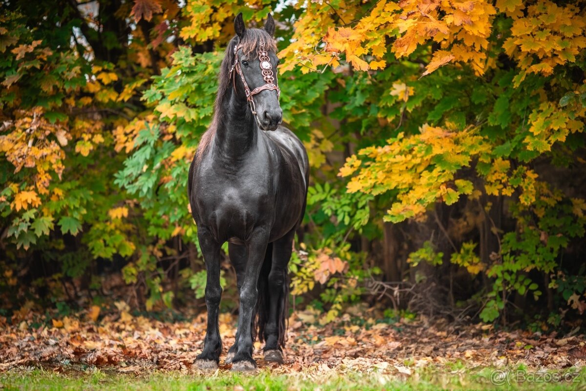 Nádherná fríská kobylka s velkým potenciálem - 8