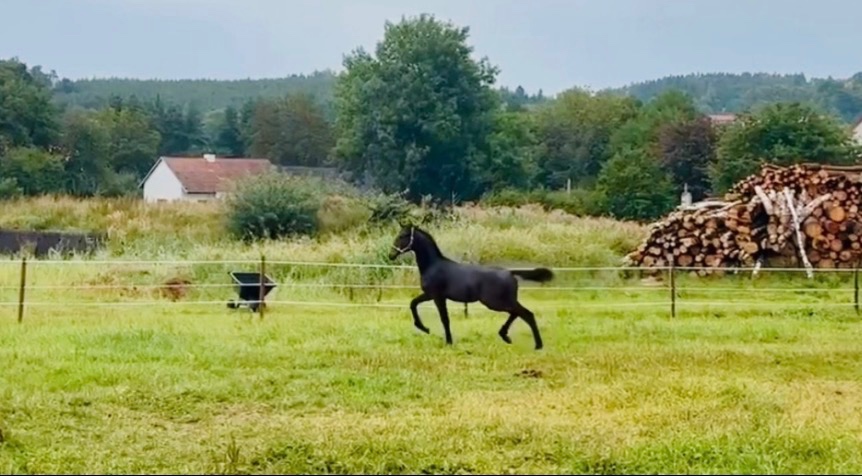 Nadějný drezurní hřebeček po odstavu Toto Gold/Glamourdale - 8