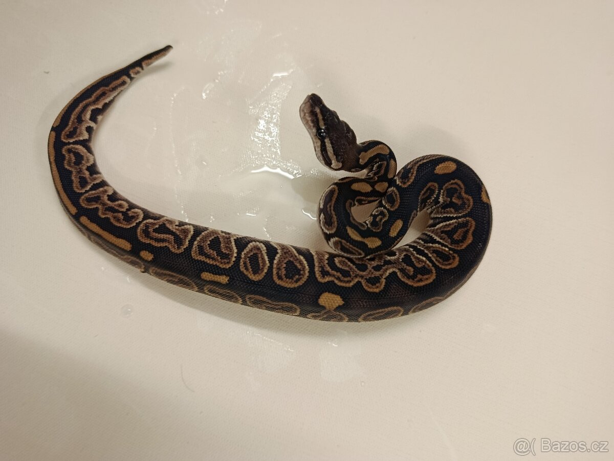 Krajta královská - 8
