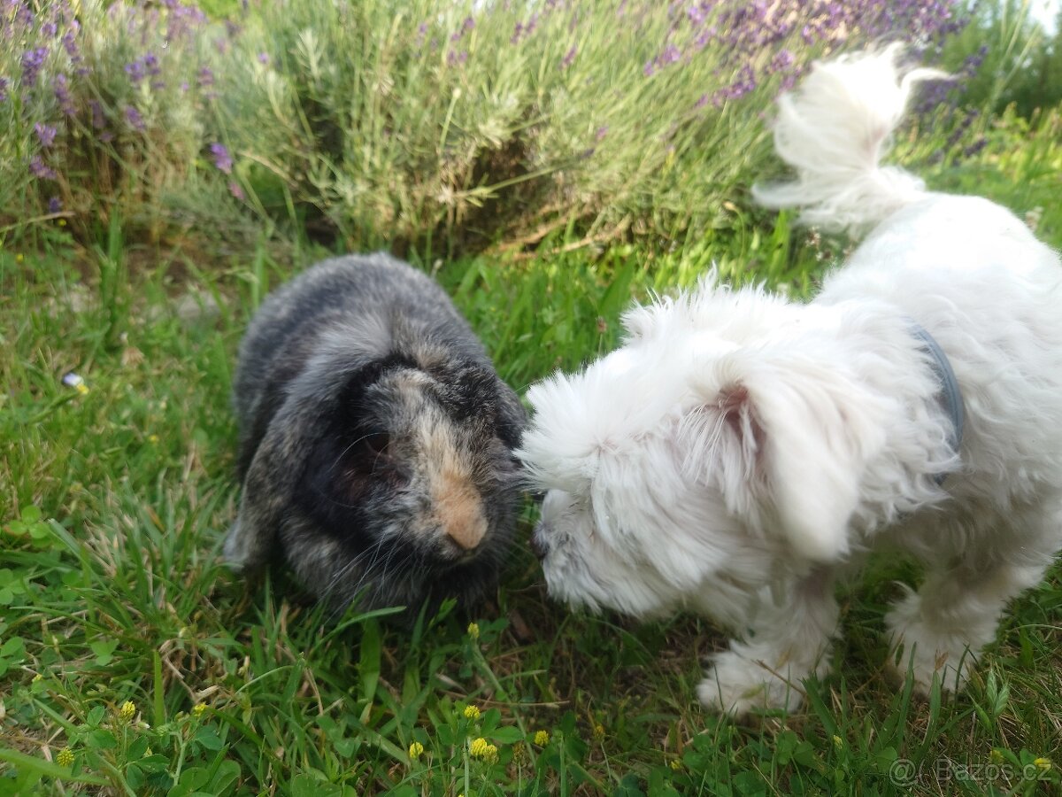 Zakrslá samička - 8