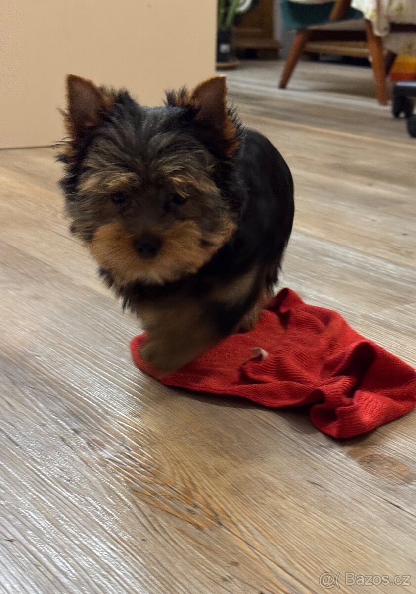 Jorkšírský teriér - 8