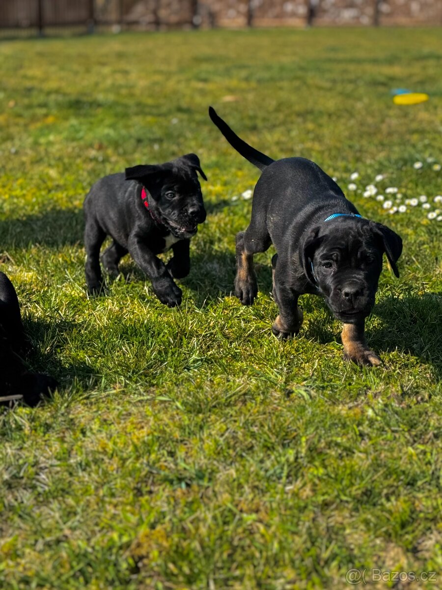 Štěňátka Cane Corso s PP - 8