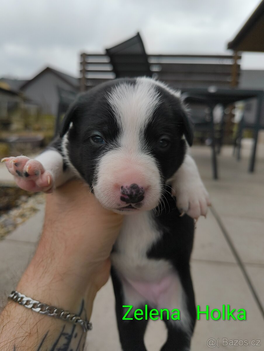Štěňata - kříženec - 8