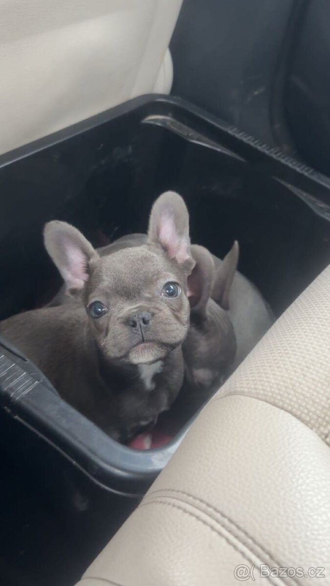 Francouzský buldoček - 8