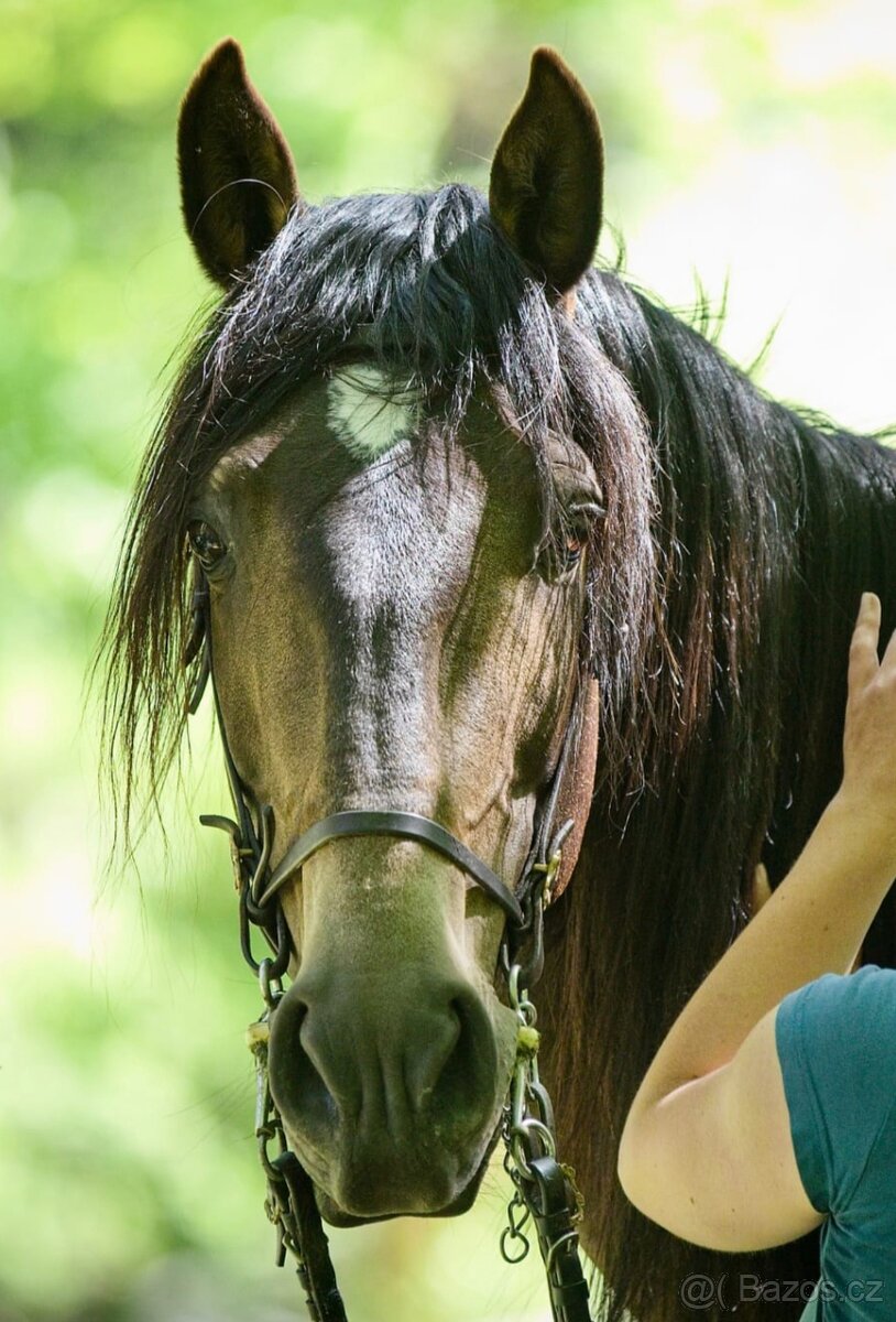 PŘIPOUŠTĚNÍ PSL - 8