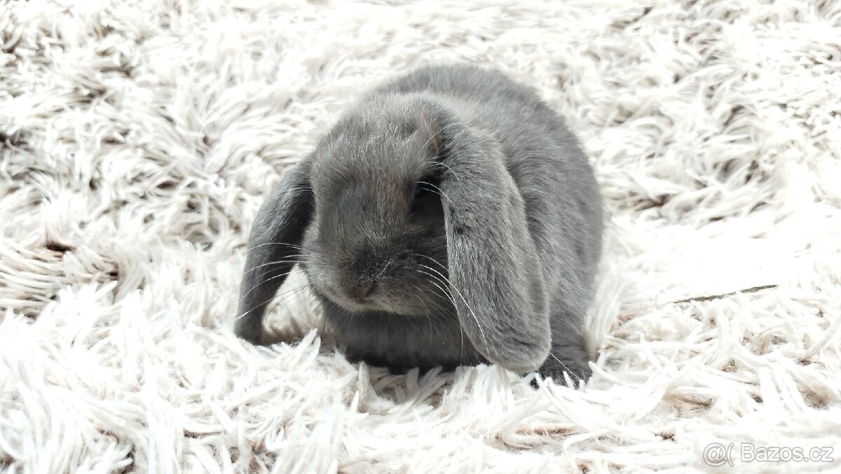 Zakrslý beránek, králíček, králík - BONNY - 8