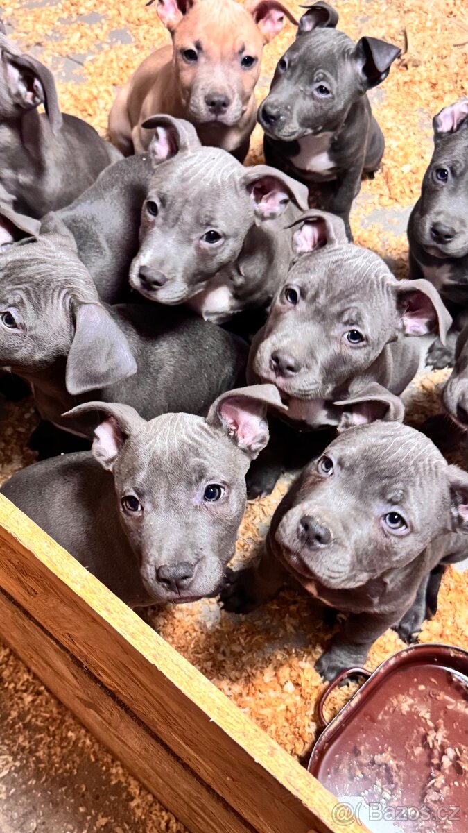 Americký stafordširský teriér - 8