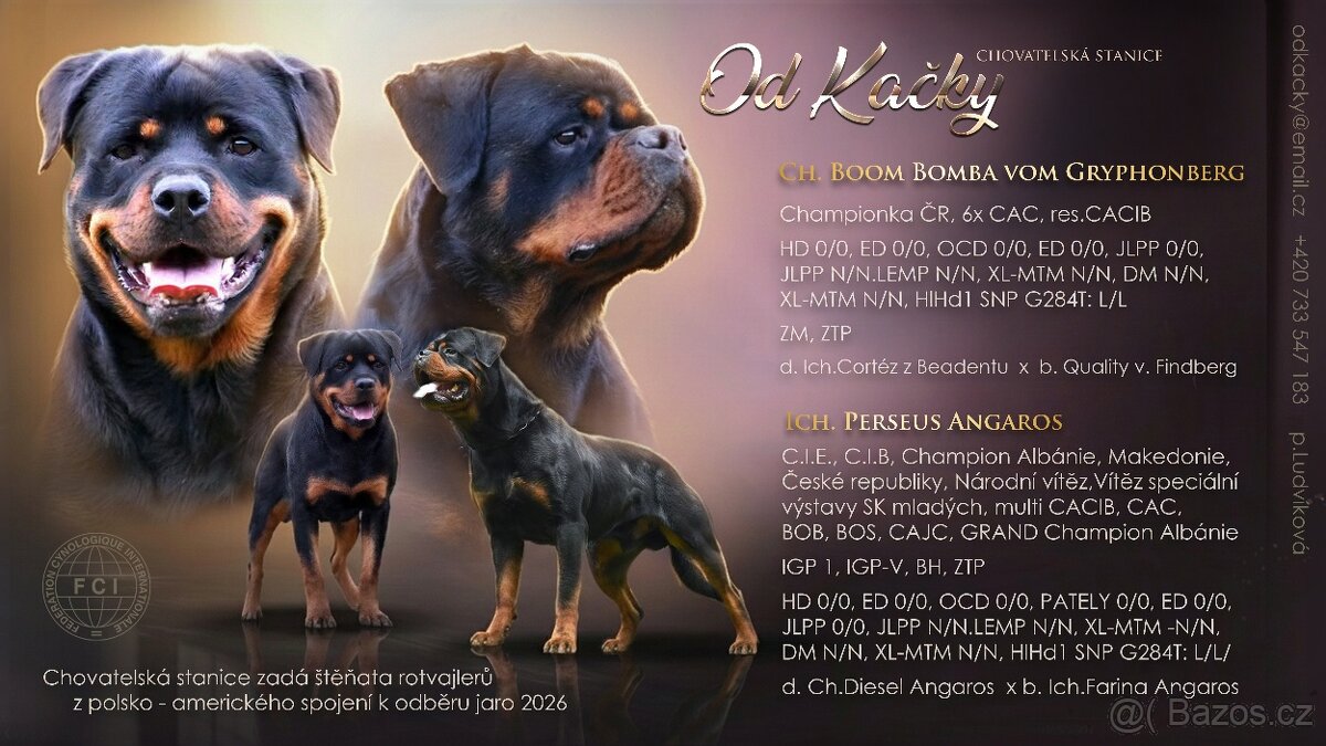 rotvajler - štěňata - 8