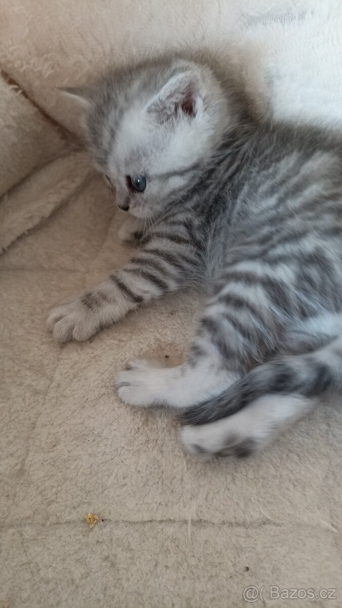 Britská whiskas koťátka s PP - 8