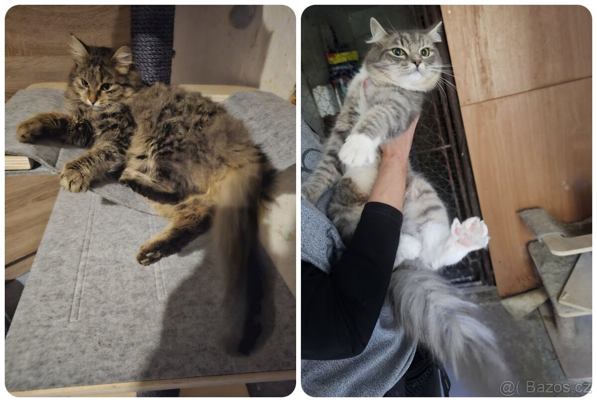 Koťátka - přírodní, zrzci - 8