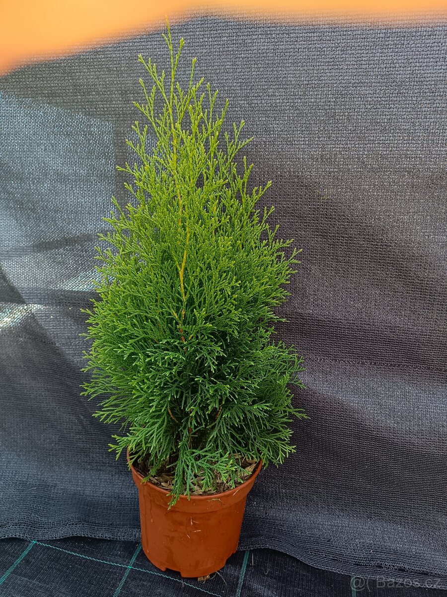 Prodám thuje smaragd - 8
