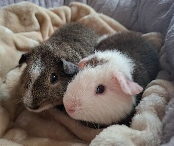 Morče - dva bráškové US Teddy - 8