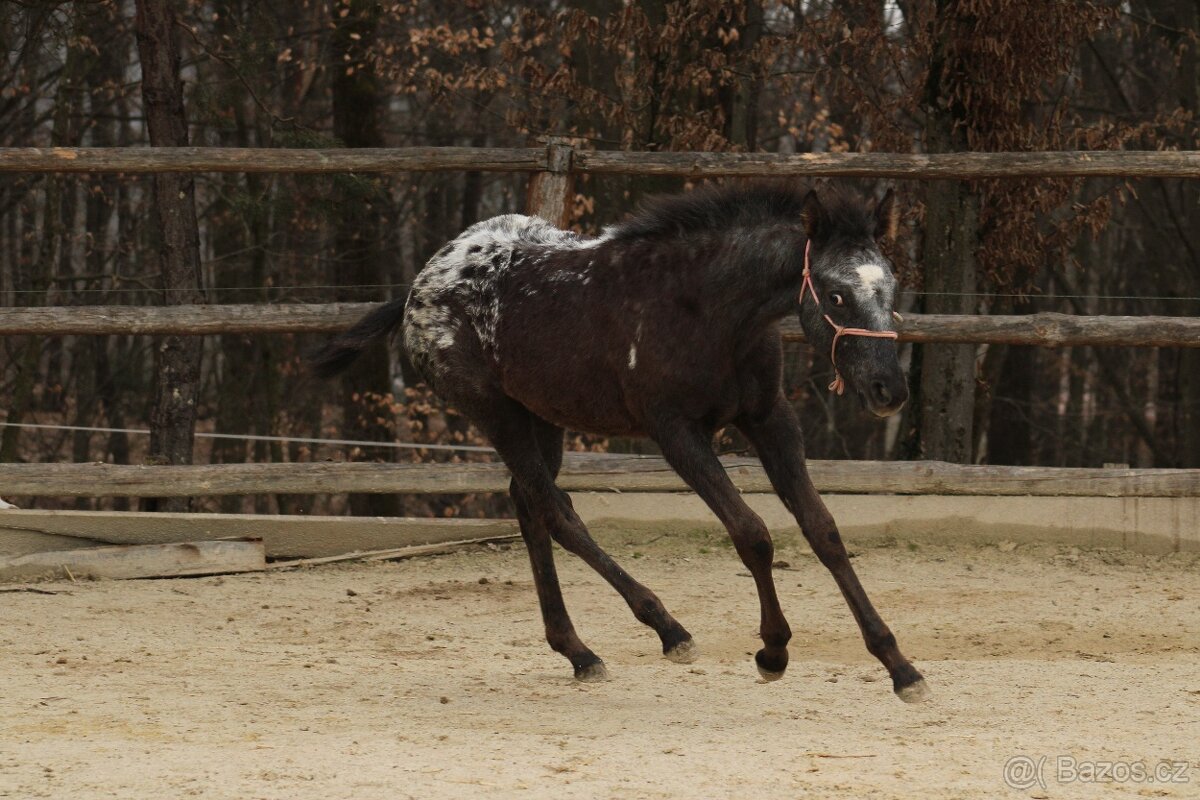 Black Pintaloosa SND Maxie - 8