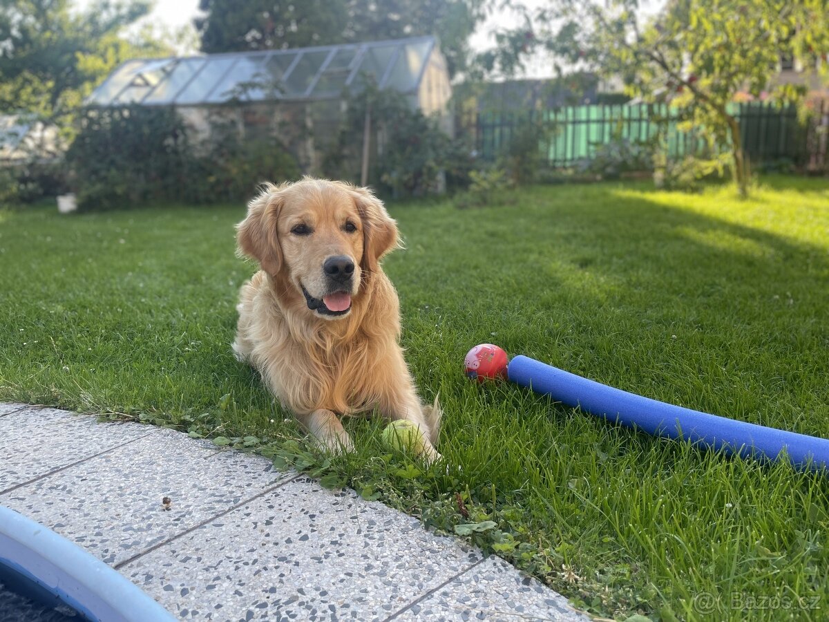 Chovný Zlatý Retriever s PP ke krytí - 8