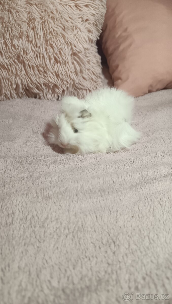 Morče , morčata - morče peruánské - 8