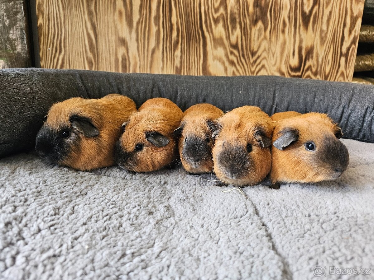 Morče s kalifornskou kresbou - 8