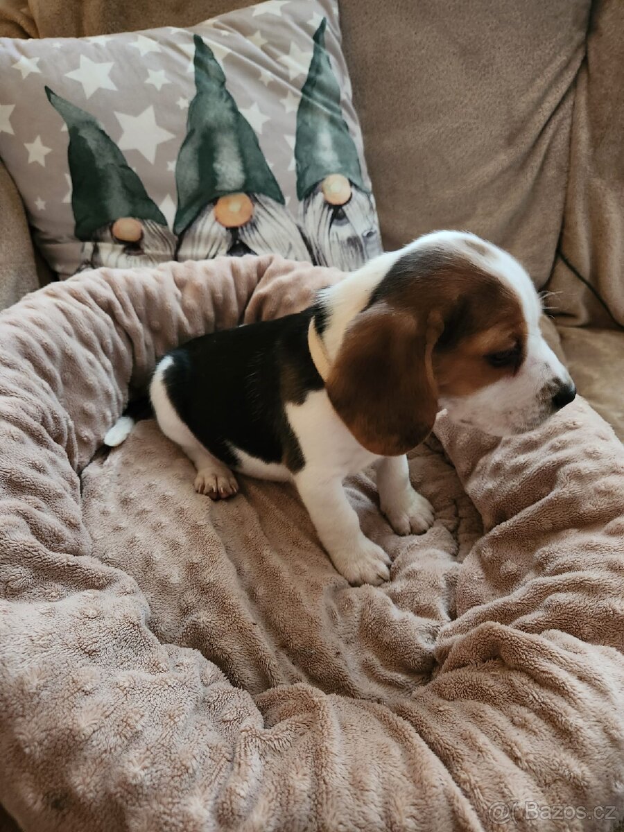 Štěňata bigla - 8