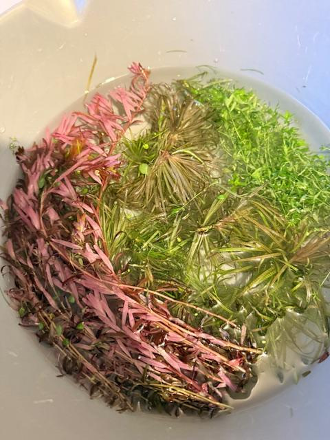 Mix akvarijních rostlin - 8