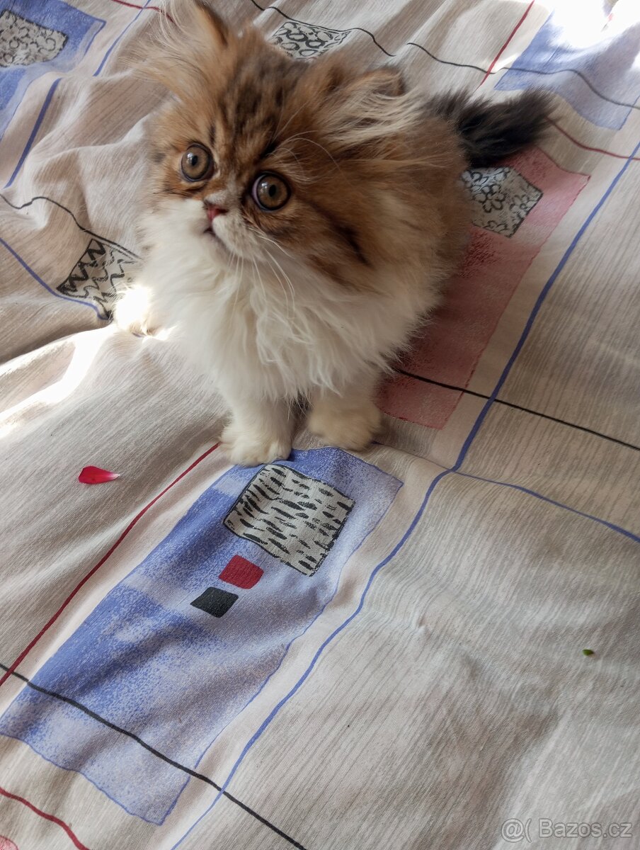 Perska kotatka - 8
