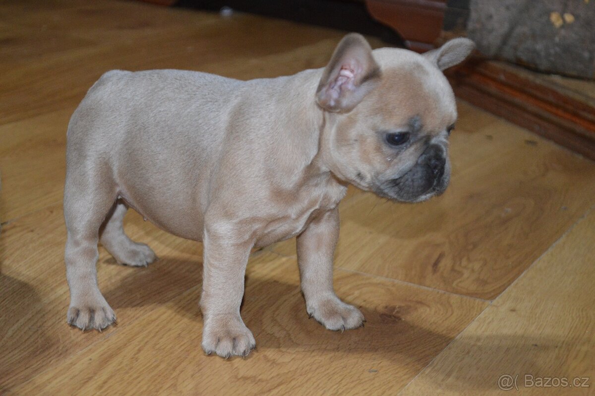 francouzsky buldocek - 8