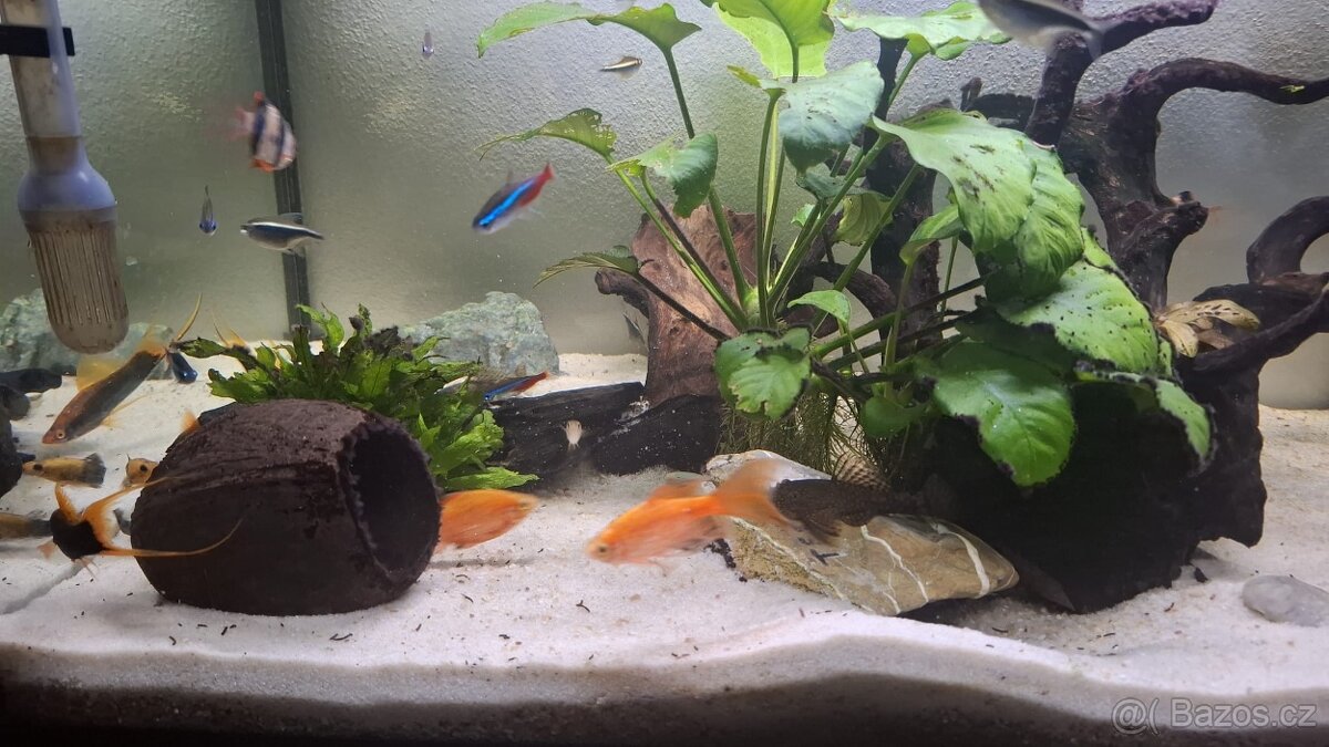 Komplet zaběhle akvarium. - 8