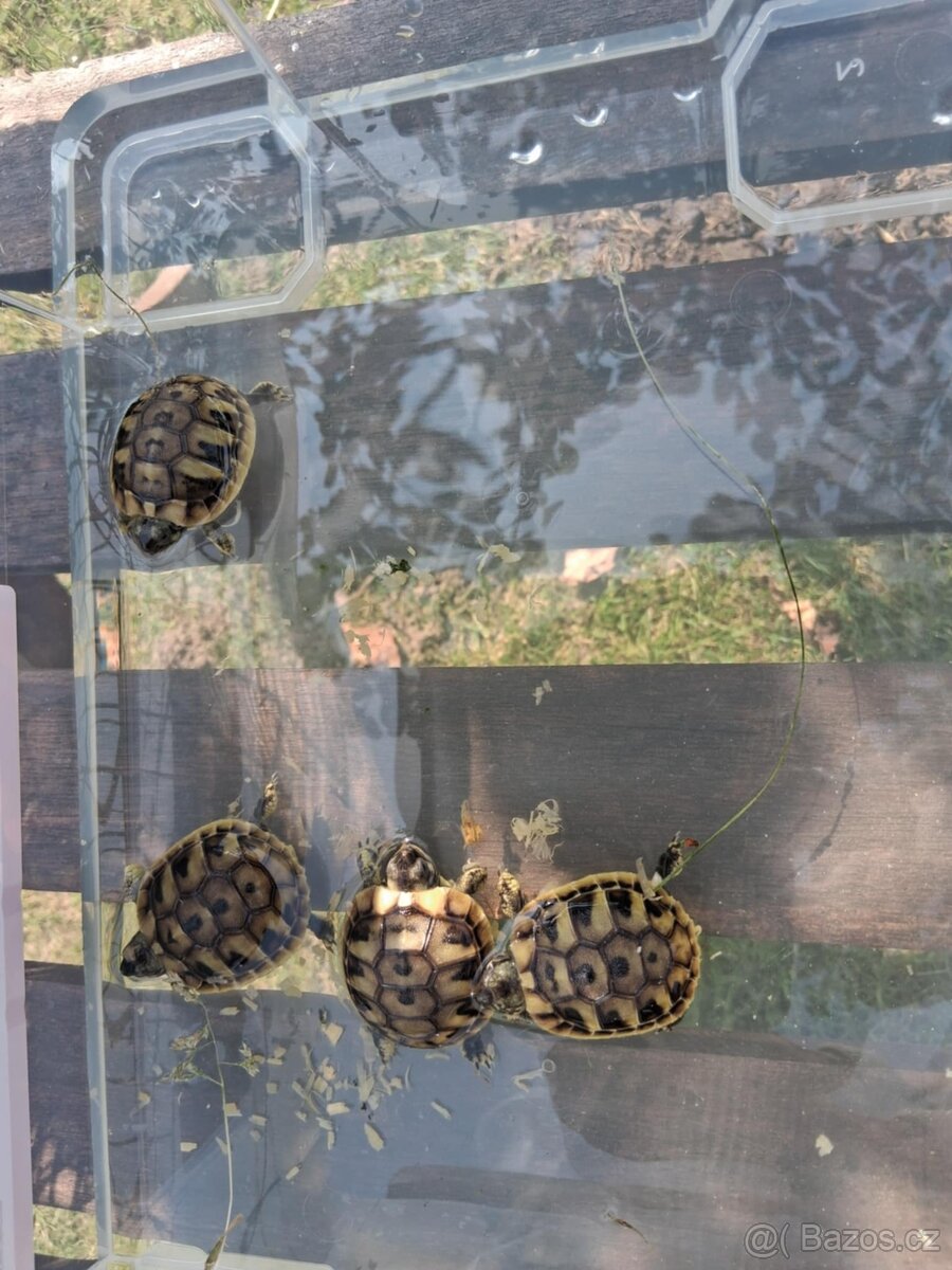 prodám mláďata želv + kompletní terárium - 8