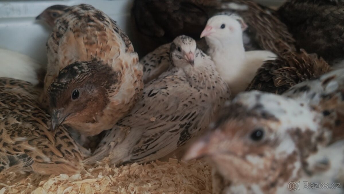 Násadová křepelčí vejce, vajíčka - 8