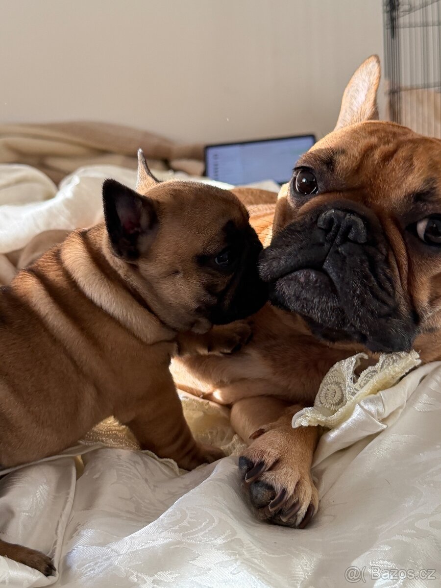Štěně francouzského buldočka - 8