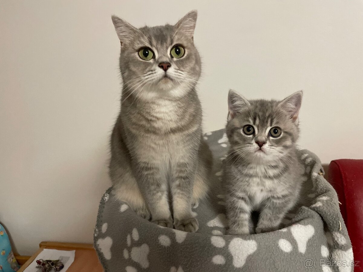 koťátko bez PP (kočička světlá) - 8